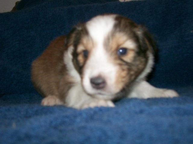 Shetland Sheepdog puppy for sale + 48966