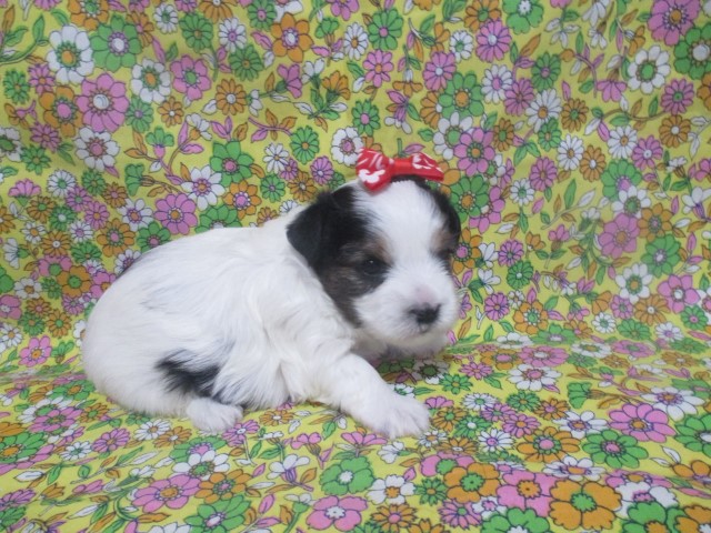 Dotty a Parti Female Yorkie