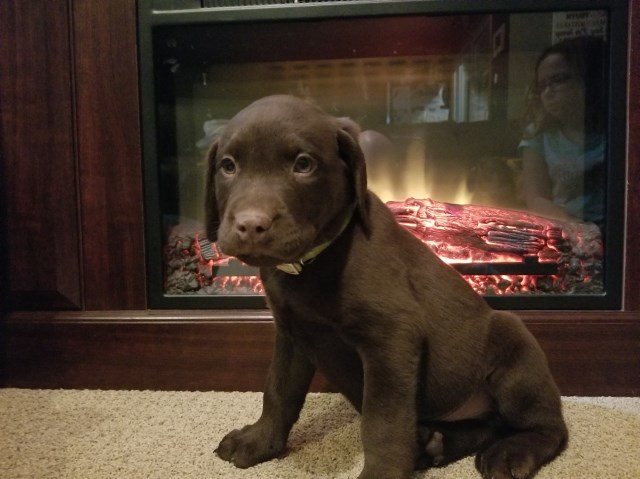 Labrador Retriever puppy for sale + 50848