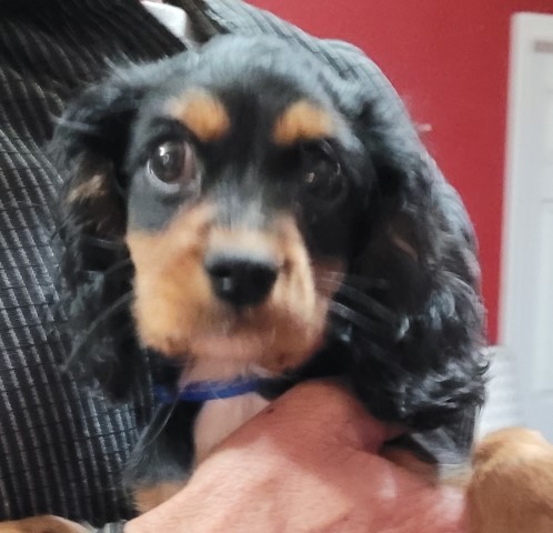Cavalier King Charles Spaniel puppy for sale + 63114