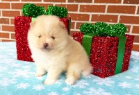 Pomeranian thumbnail