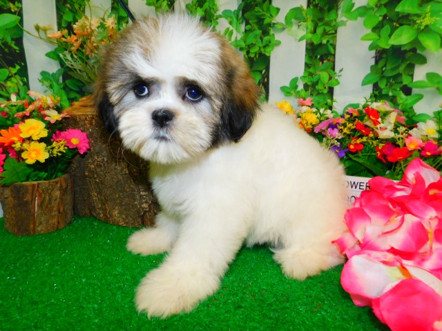 Shih Tzu puppy for sale + 66044