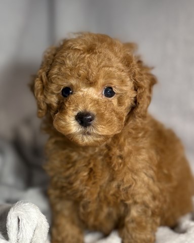 Poodle Toy puppy for sale + 66896