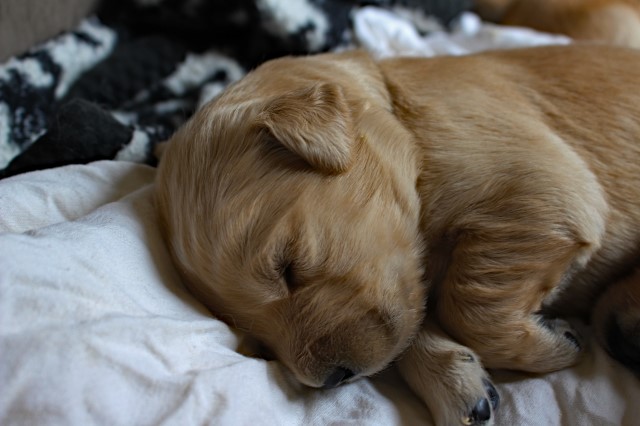 Golden Retriever puppy for sale + 60419