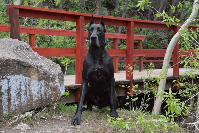 Great Dane puppy for sale + 52780