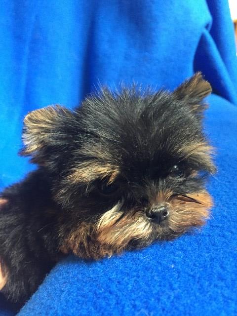 T-Cup Baby-Doll Face Male Yorkie