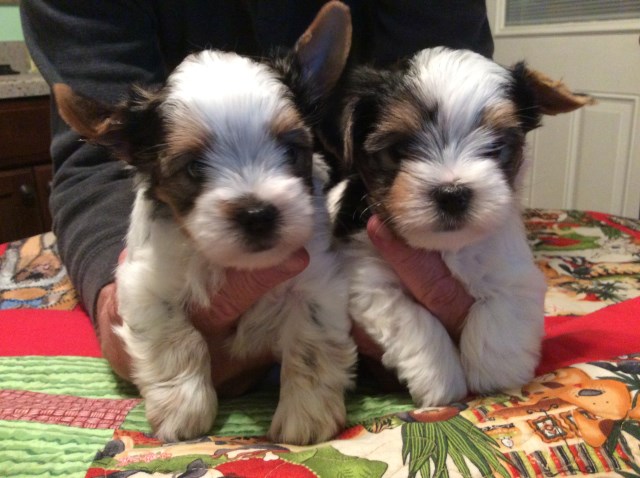 Adorable yorkie puppies