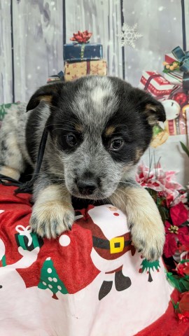 Australian Cattle Dog puppy for sale + 66983