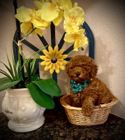 Purebred Toy Poodle Puppies Poodle Toy for sale/adoption