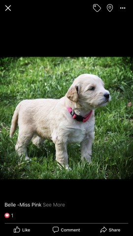 Goldendoodle puppy for sale + 56385