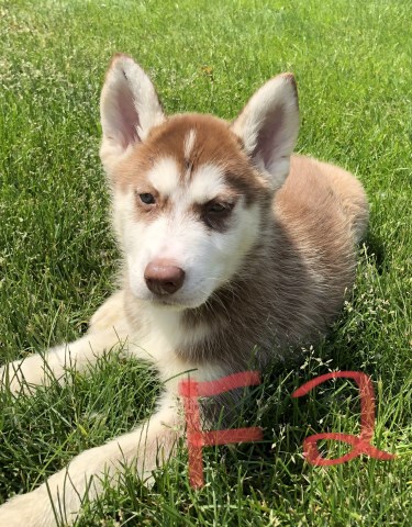 Siberian Husky puppy for sale + 53014