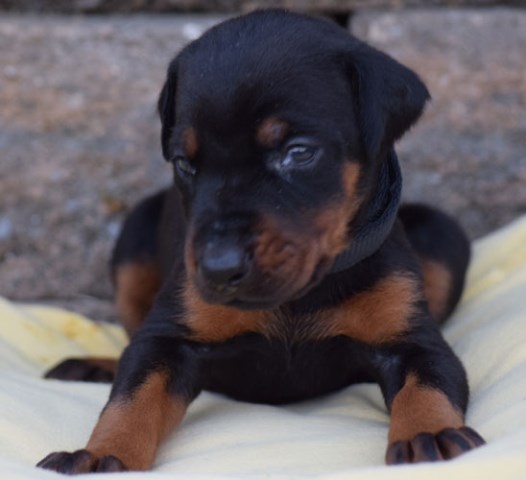 Doberman Pinscher puppy dog for sale in Memphis, Tennessee