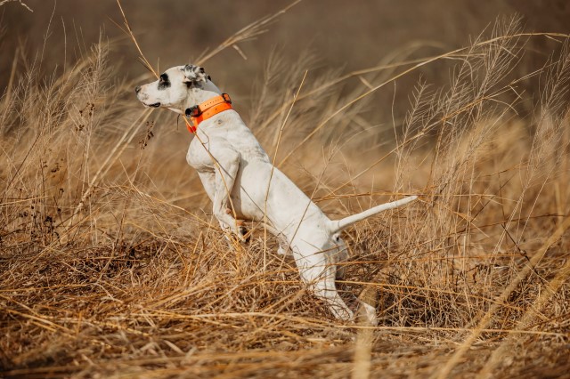 Pointer puppy for sale + 64796