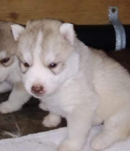 AKC Siberian Husky Champion  lines