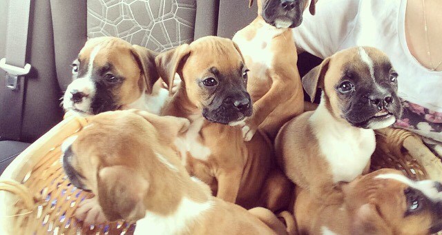 Boxer Puppies for sale