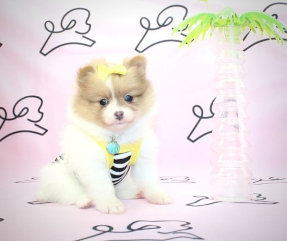 Pomeranian puppy for sale + 61395