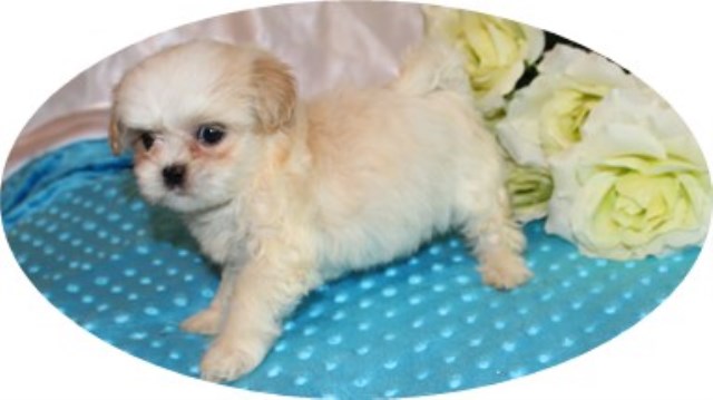 Male  Mi-ki Puppy - Adorable