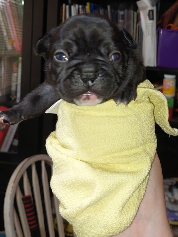 French Bulldog puppy for sale + 66199