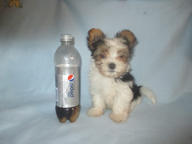 Yorkshire Terrier puppy for sale + 63267