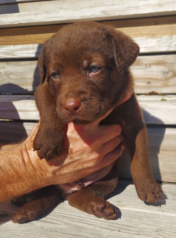 Chesador Puppies ready on 12/3/21