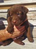 Chesador Puppies ready on 12/3/21 Chesapeake Bay Retriever for sale/adoption