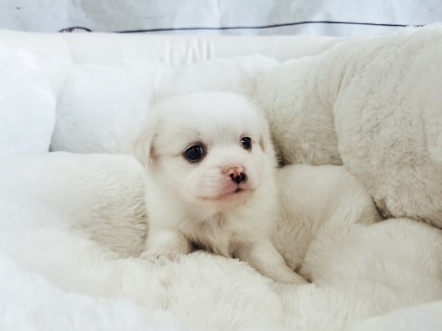 Maltese puppy for sale + 50823