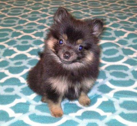 Pomeranian puppy for sale + 52932