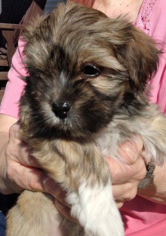 Havanese puppy for sale + 63023