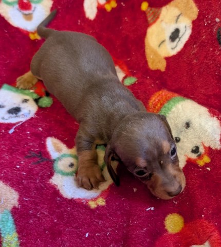 Dachshund puppy for sale + 59906