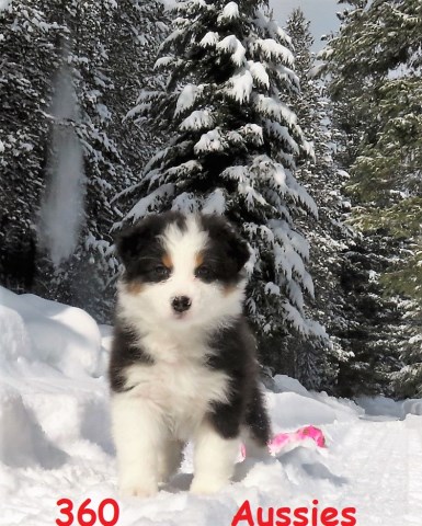 Australian Shepherd Dog puppy for sale + 48728