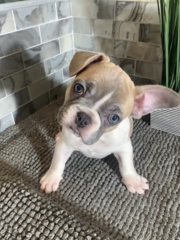 French Bulldog Puppies AKC