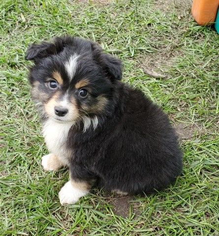 Large toy/small mini Australian shepherd pups