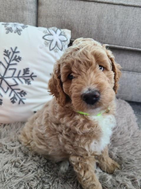 Miniature goldendoodle puppies