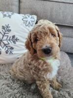 Miniature goldendoodle puppies Goldendoodle for sale/adoption