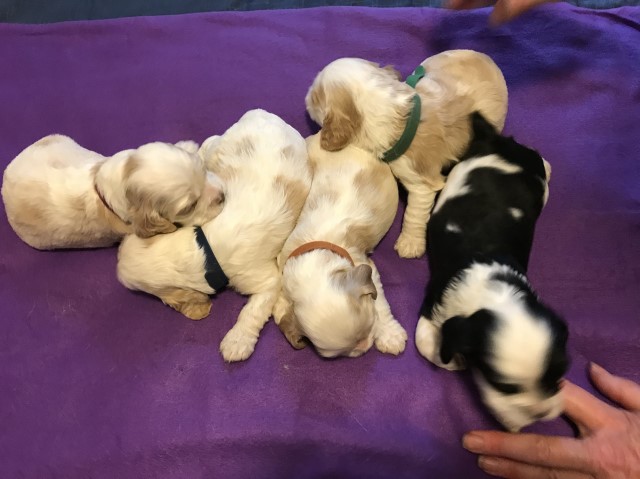 American Cocker Spaniel puppy for sale + 62042