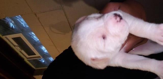 American Pit Bull Terrier puppy for sale + 54602