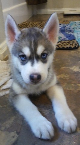 siberian husky puppy dog