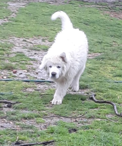 Great Pyrenees Puppies