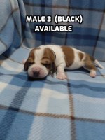 AKC BASSET HOUND PUPPIES in North Carolina Basset Hound for sale/adoption