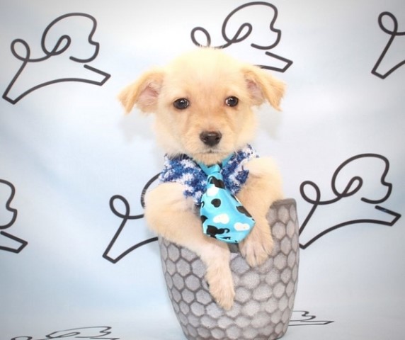 Besty - Toy Malchi Puppy