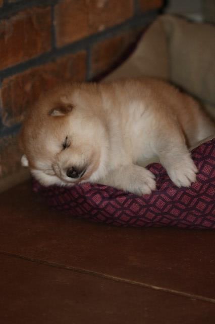 Pomsky puppy for sale + 48028