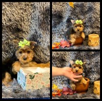 AKC Teacup Yorkie Female Puppies Yorkshire Terrier for sale/adoption
