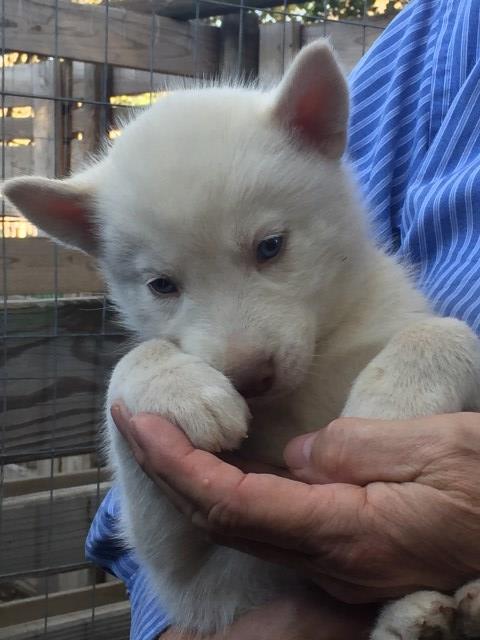 Siberian Husky puppy for sale + 47558