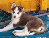 AKC Siberian Husky Champion  lines (GREED EYES) Siberian Husky for sale/adoption