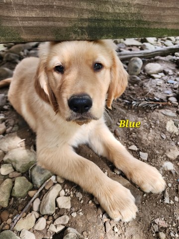 Golden Retriever puppy for sale + 66688