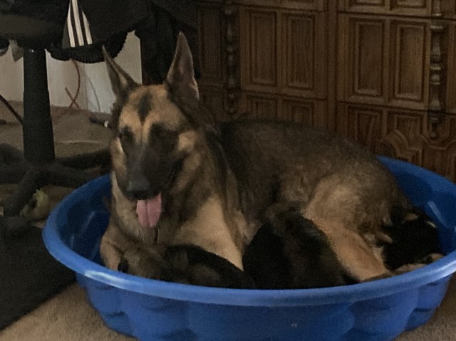 German Shepherd Puppies for Christmas