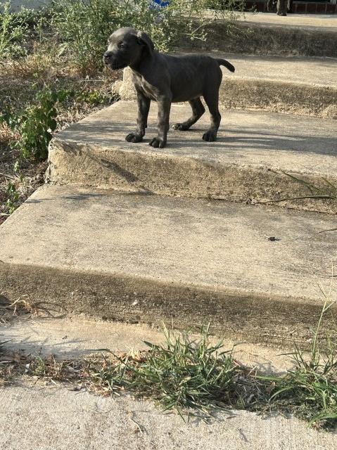 Cane Corso puppy for sale + 67264