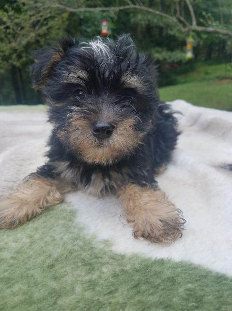 Morkie puppy for sale + 57063