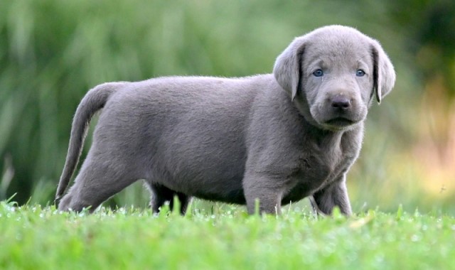 AKC Chocolate & Silver Labrador Retriever Puppies for Sell