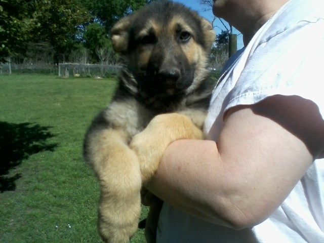 German Shepherd AKC